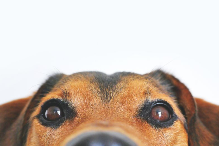 An image of a dog peeking at the viewer.