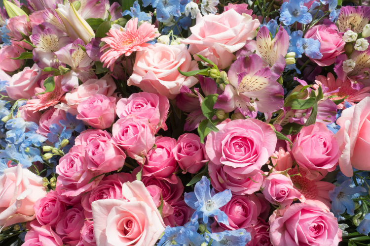 A beautiful bunch of pink and blue flowers.