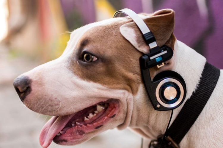 A dog listening to music on a pair of headphones.